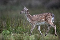 D6 Boutissaint 21-10-05 0294   Photo ACG