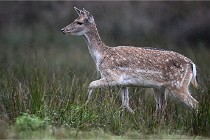 D6 Boutissaint 21-10-05 0299   Photo ACG