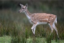 D6 Boutissaint 21-10-05 0303   Photo ACG