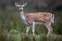 D6 Boutissaint 21-10-05 0308   Photo ACG