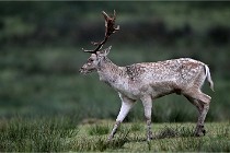 D6 Boutissaint 21-10-05 0329   Photo ACG