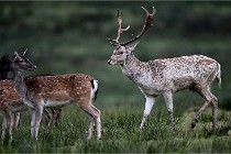 D6 Boutissaint 21-10-05 0331   Photo ACG