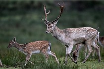 D6 Boutissaint 21-10-05 0332   Photo ACG