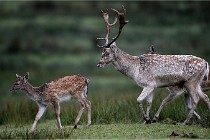 D6 Boutissaint 21-10-05 0334   Photo ACG