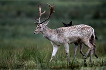 D6 Boutissaint 21-10-05 0335   Photo ACG