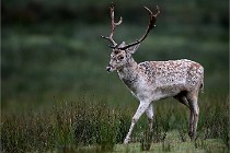 D6 Boutissaint 21-10-05 0339   Photo ACG