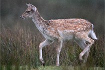 D6 Boutissaint 21-10-05 0365   Photo ACG