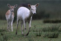 D6 Boutissaint 21-10-05 0367   Photo ACG