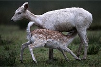 D6 Boutissaint 21-10-05 0373   Photo ACG