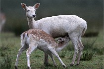 D6 Boutissaint 21-10-05 0387   Photo ACG