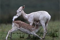 D6 Boutissaint 21-10-05 0400   Photo ACG