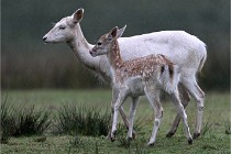 D6 Boutissaint 21-10-05 0408   Photo ACG