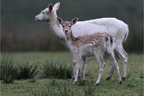 D6 Boutissaint 21-10-05 0412   Photo ACG