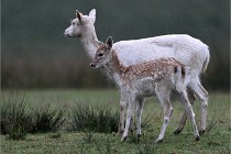 D6 Boutissaint 21-10-05 0417   Photo ACG