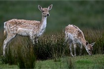 D6 Boutissaint 21-10-05 0435   Photo ACG