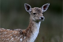 D6 Boutissaint 21-10-05 0464   Photo ACG