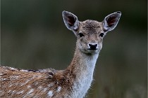 D6 Boutissaint 21-10-05 0465   Photo ACG