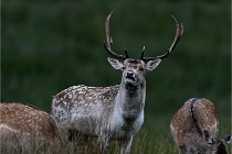 D6 Boutissaint 21-10-05 0470   Photo ACG