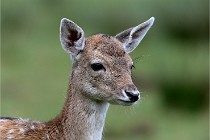 D6 Boutissaint 21-10-05 0494   Photo ACG