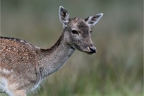 D6 Boutissaint 21-10-05 0496   Photo ACG