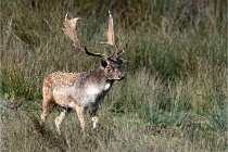 D6 Boutissaint 21-10-05 0772   Photo ACG