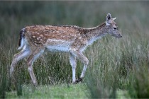 D6 Boutissaint 21-10-05 1231   Photo ACG