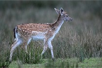 D6 Boutissaint 21-10-05 1234   Photo ACG