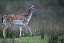 D6 Boutissaint 21-10-05 1235   Photo ACG