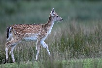 D6 Boutissaint 21-10-05 1241   Photo ACG