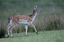 D6 Boutissaint 21-10-05 1247   Photo ACG