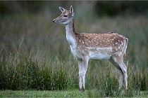 D6 Boutissaint 21-10-05 1271   Photo ACG