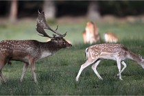 D6 Boutissaint 21-10-05 1313   Photo ACG