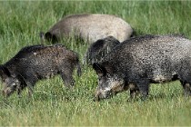 D6 Boutissaint 21-10-05 0968   Photo ACG