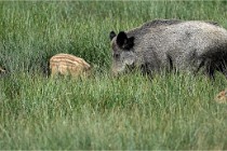 D6 Boutissaint 21-10-05 1073   Photo ACG