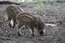 D6 Boutissaint 21-10-06 1484  01  Photo ACG