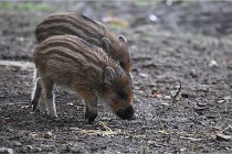 D6 Boutissaint 21-10-06 1487   Photo ACG