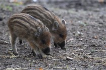 D6 Boutissaint 21-10-06 1490   Photo ACG