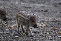 D6 Boutissaint 21-10-06 1494   Photo ACG