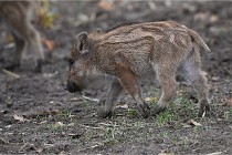 D6 Boutissaint 21-10-06 1498   Photo ACG