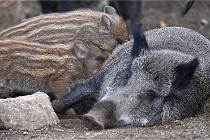 D6 Boutissaint 21-10-06 1500   Photo ACG