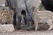 D6 Boutissaint 21-10-06 1526   Photo ACG