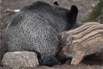 D6 Boutissaint 21-10-06 1533   Photo ACG