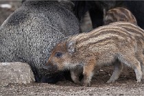 D6 Boutissaint 21-10-06 1543   Photo ACG