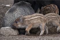 D6 Boutissaint 21-10-06 1544   Photo ACG