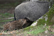 D6 Boutissaint 21-10-06 1566   Photo ACG