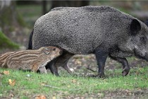 D6 Boutissaint 21-10-06 1567   Photo ACG