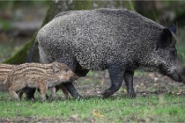 D6 Boutissaint 21-10-06 1571   Photo ACG