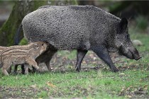 D6 Boutissaint 21-10-06 1572   Photo ACG