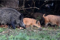 D6 Boutissaint 21-10-08 2356   Photo ACG