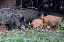 D6 Boutissaint 21-10-08 2358   Photo ACG